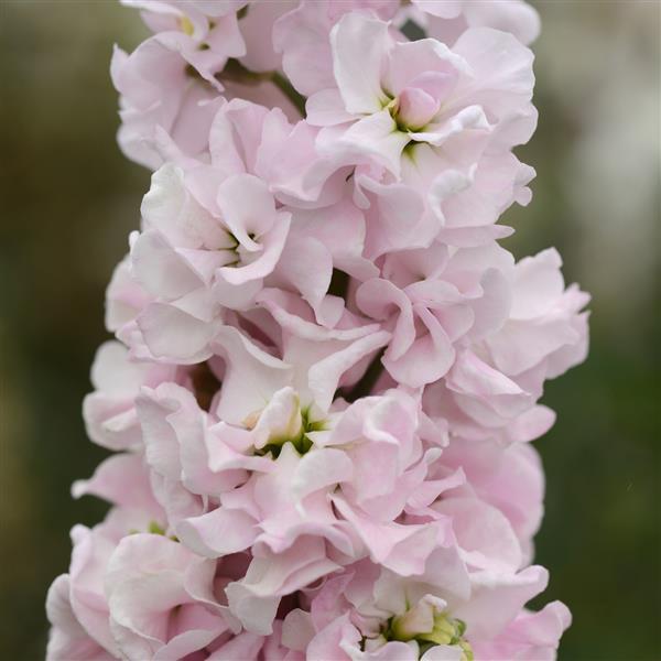Column Stock Malmaison Pink Matthiola - Bloom