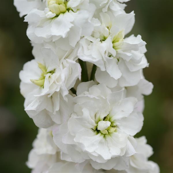 Column Stock White Goddess Matthiola - Bloom