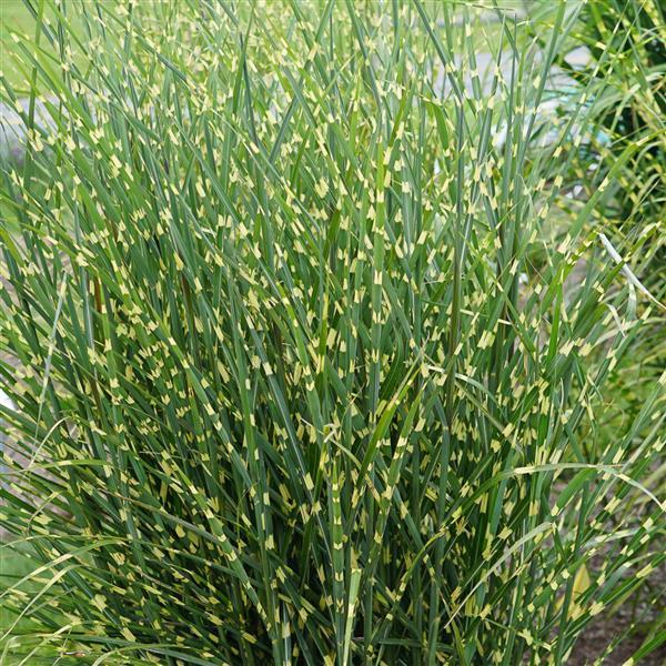 Miscanthus sinensis High Frequency - Bloom