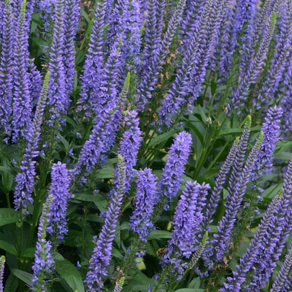 Veronica longifolia Blue Skywalker - Bloom