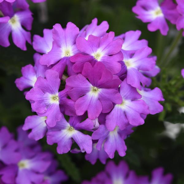 Cadet Upright™ Lavender Blue Verbena - Bloom