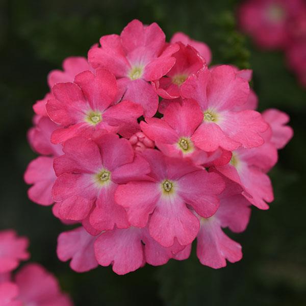 Cadet Upright™ Pink Verbena - Bloom