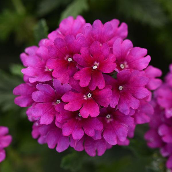 Cadet Upright™ Purple Verbena - Bloom