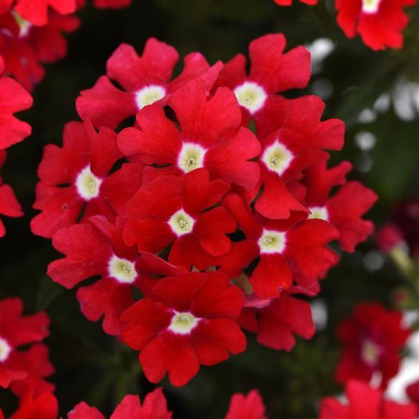 Cadet Upright™ Red Verbena - Bloom