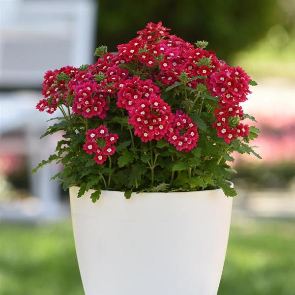 Cadet Upright™ Red Verbena - Container
