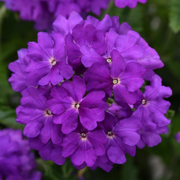Cadet Upright™ Violet Blue Verbena - Bloom