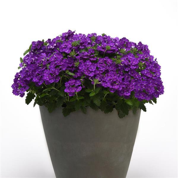 Cadet Upright™ Violet Blue Verbena - Container