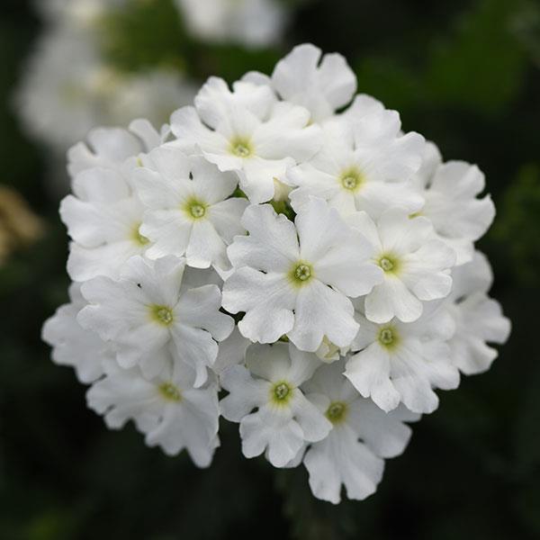 Cadet Upright™ White Verbena - Bloom