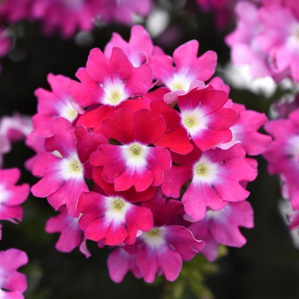 Cadet Upright™ Hot Pink Wink Verbena - Bloom