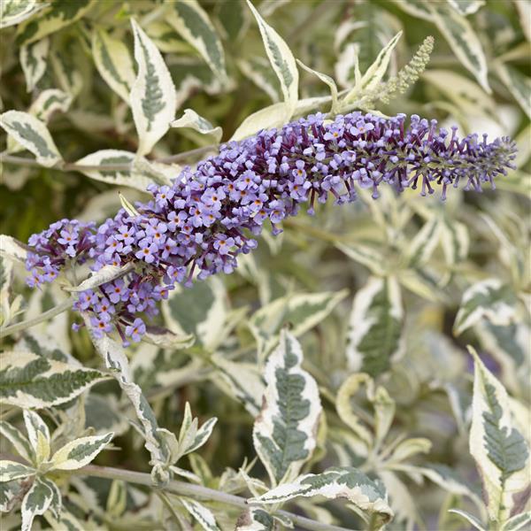 Buddleia Butterfly Gold - Bloom