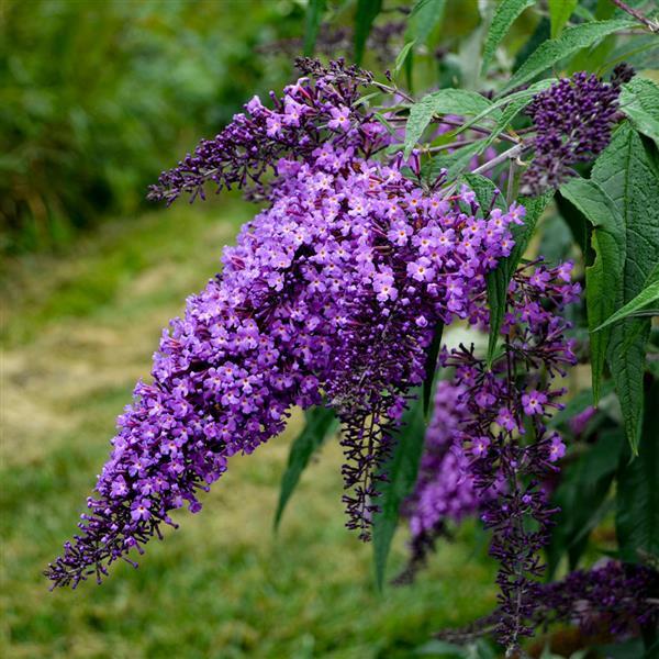 Buddleia Violet Cascade - Bloom