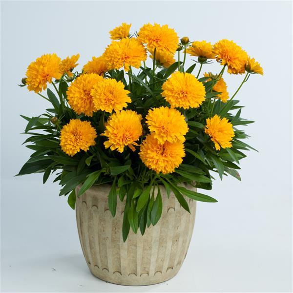 Coreopsis Solanna™ Golden Sphere - Container