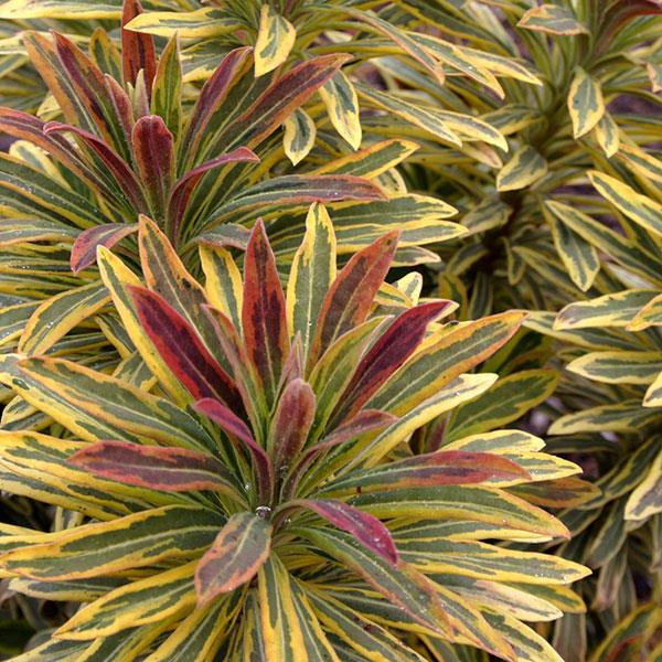 Euphorbia x martinii Ascot Rainbow - Bloom