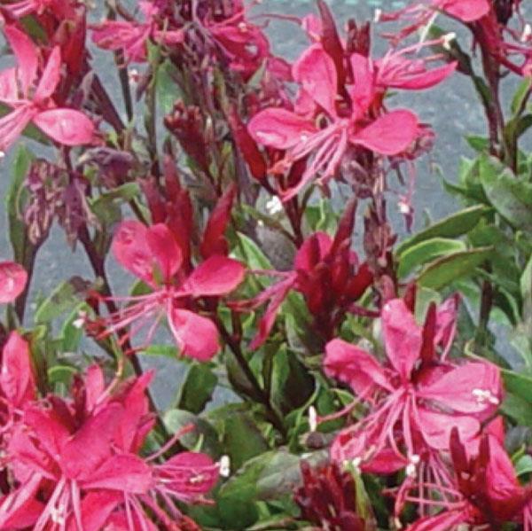 Gaura lindheimeri Gaudi™ Red - Bloom