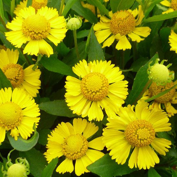Helenium autumnale Salud™ Yellow - Bloom