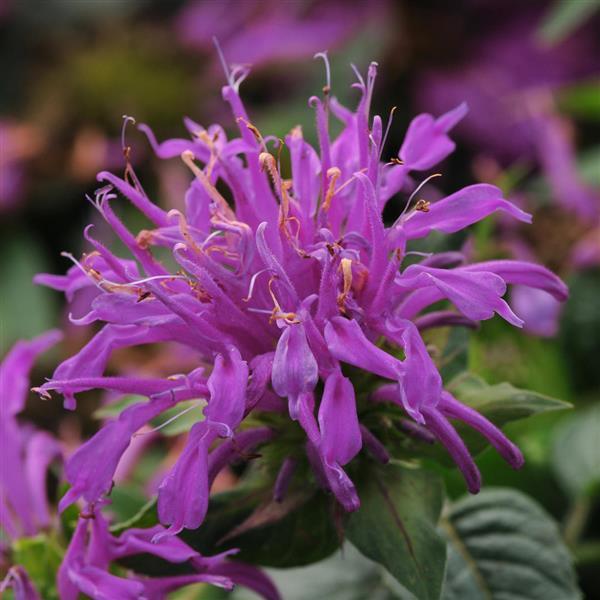Monarda Balmy™ Lilac - Bloom