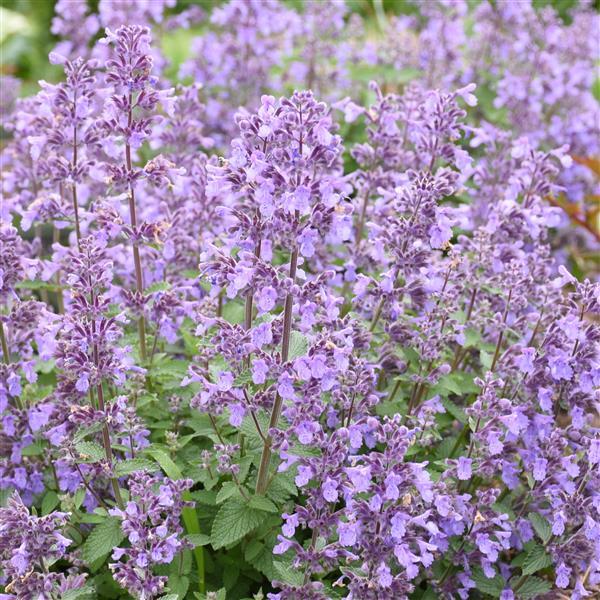 Nepeta Picture Purrfect - Bloom
