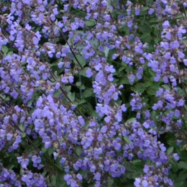 Nepeta faassenii Purrsian Blue - Bloom