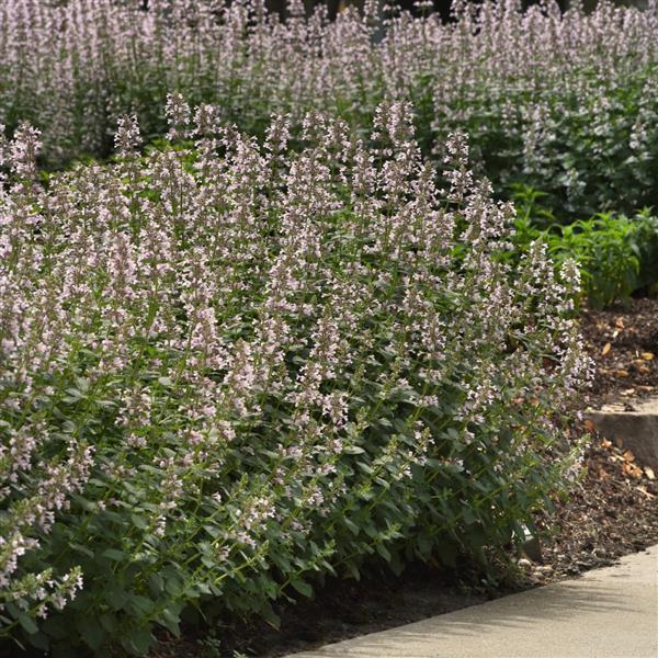 Nepeta faassenii Whispurr™ Pink - Commercial Landscape 1