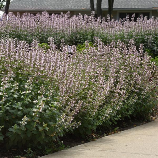 Nepeta faassenii Whispurr™ Pink - Commercial Landscape 2