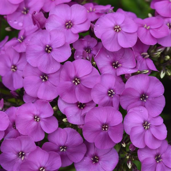 Phlox paniculata Ka-Pow® Lavender - Bloom