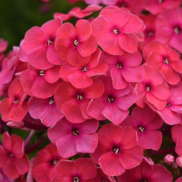 Phlox paniculata Ka-Pow® Pink - Bloom