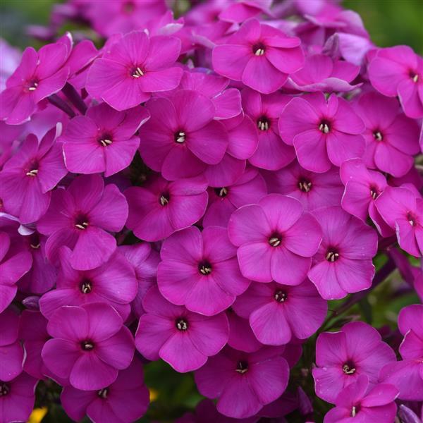 Phlox paniculata Ka-Pow® Purple - Bloom