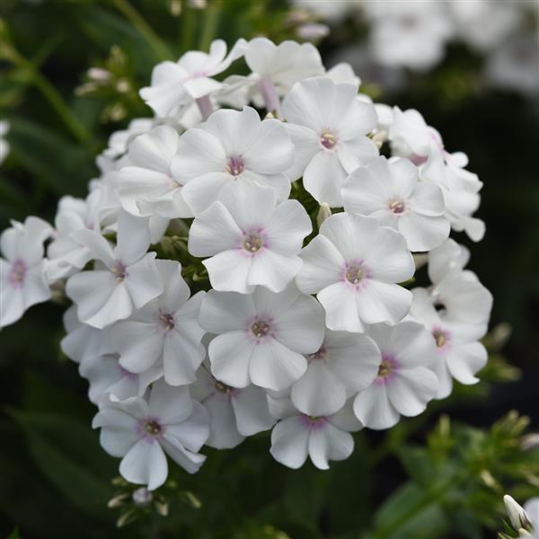 Phlox paniculata Ka-Pow® White - Bloom
