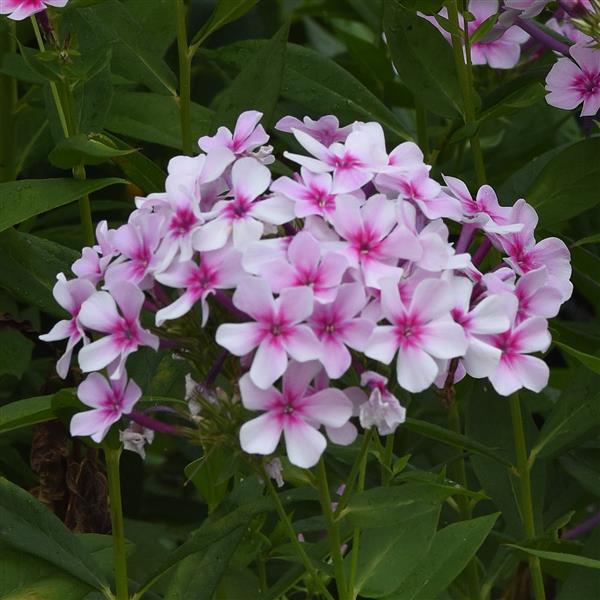 Phlox paniculata Ka-Pow® White Bicolor - Bloom