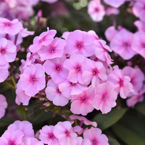 Phlox paniculata Ka-Pow® Soft Pink - Bloom