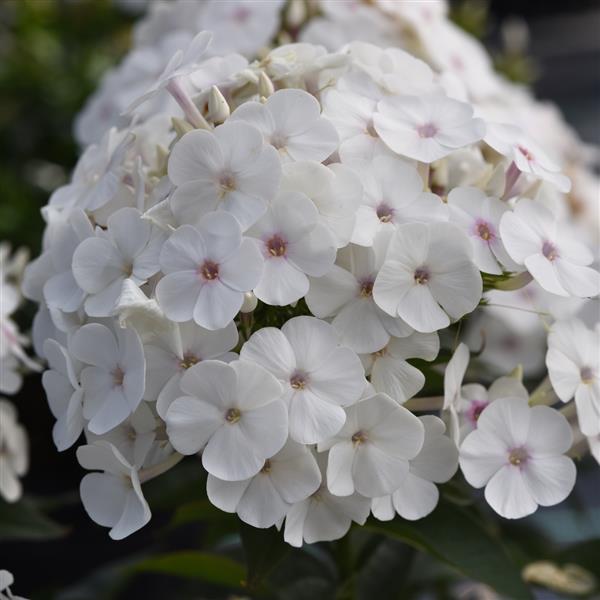 Phlox paniculata Super Ka-Pow™ White - Bloom