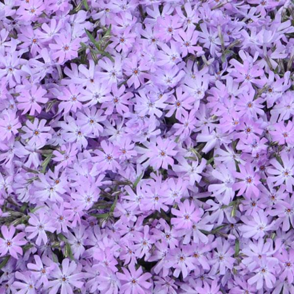 Phlox subulata Bedazzled Lavender - Bloom