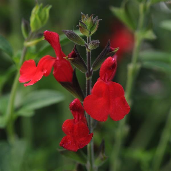 Salvia greggii Radio Red - Bloom