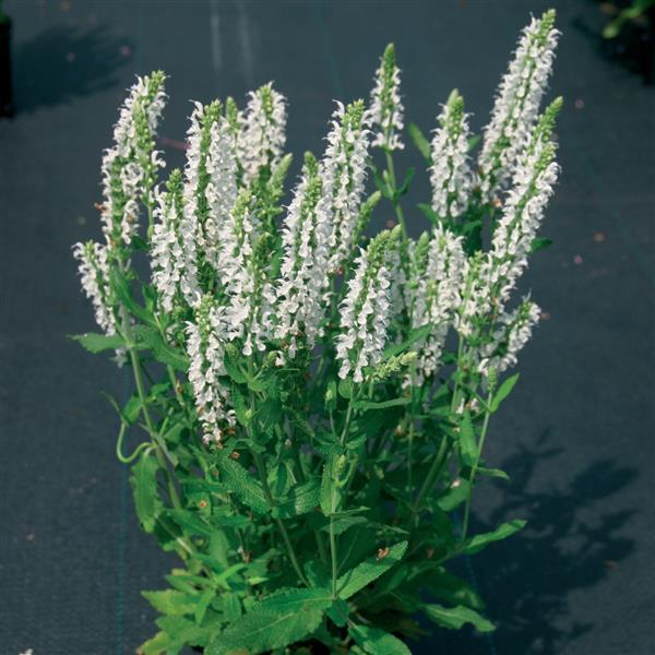 Salvia nemorosa Lyrical™ White - Container