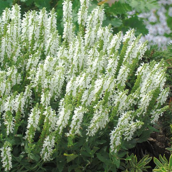 Salvia nemorosa Lyrical™ White - Landscape