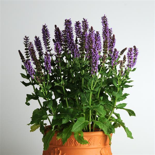 Salvia nemorosa Lyrical™ Silvertone - Container