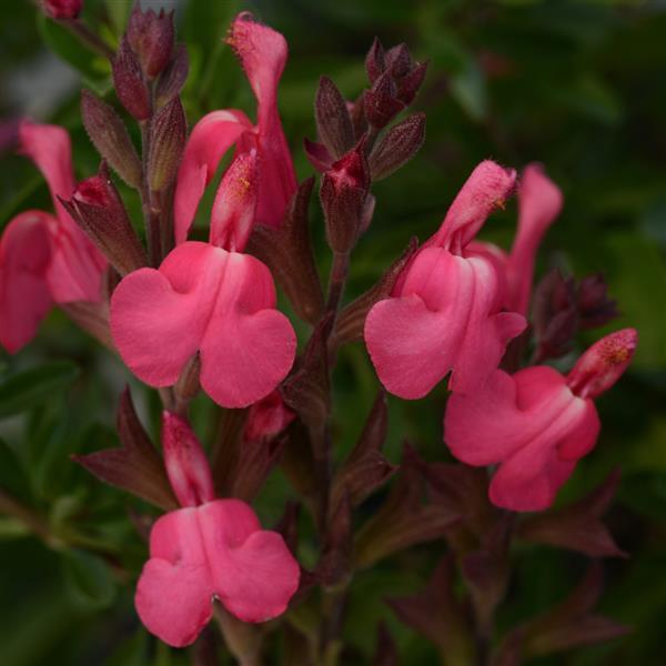 Salvia Arctic Blaze® Fuchsia - Bloom