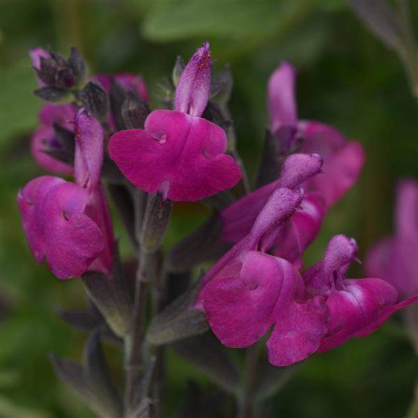 Salvia Arctic Blaze® Purple - Bloom