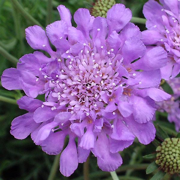 Scabiosa columbaria Butterfly Blue - Bloom