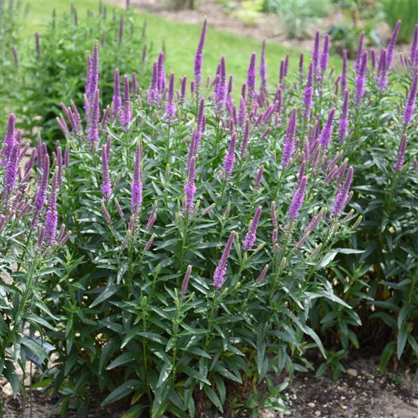 Veronica Purple Leia - Garden