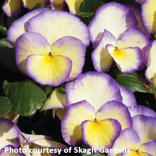 Viola cornuta Etain - Bloom