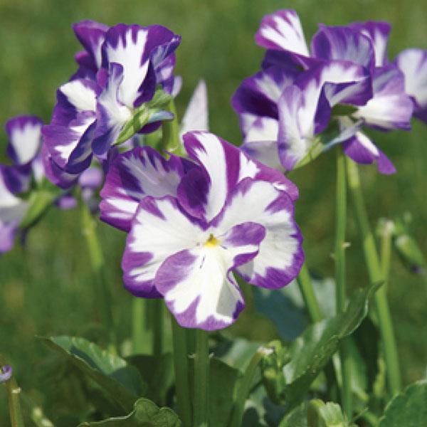 Viola pubescens Rebecca Cawthorne - Bloom