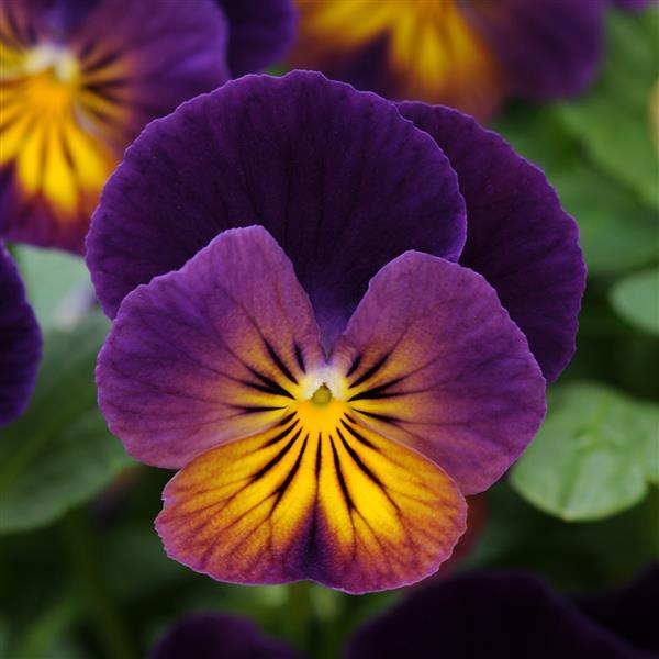 Viola Celestial™ Northern Lights - Bloom