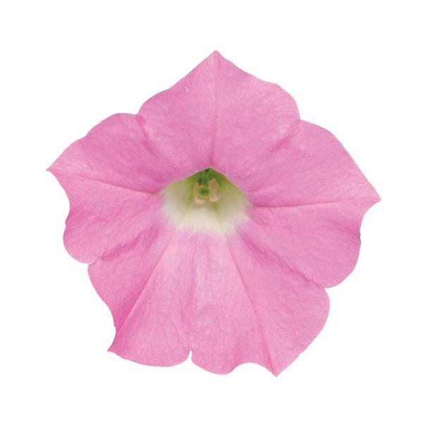 Shock Wave® Pink Shades Spreading Petunia - Bloom