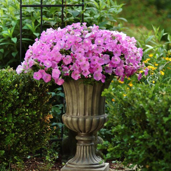 Shock Wave® Pink Shades Spreading Petunia - Container