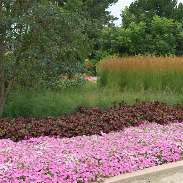 Shock Wave® Pink Shades Spreading Petunia - Landscape