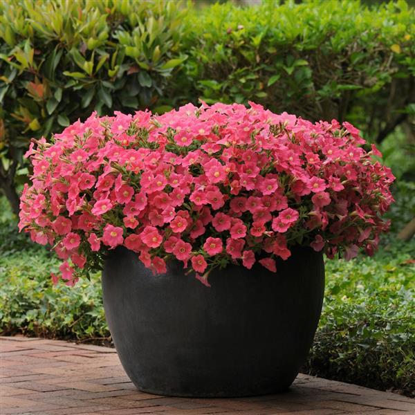 Shock Wave® Coral Crush Spreading Petunia - Container