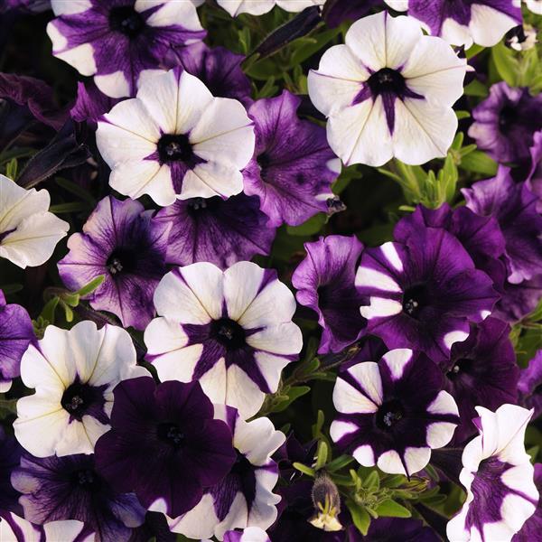 Shock Wave® Purple Tie Dye Spreading Petunia - Bloom