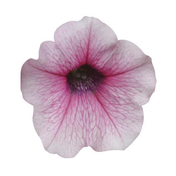 Shock Wave® Pink Vein Spreading Petunia - Bloom