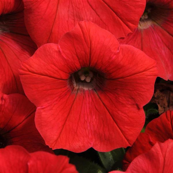 Shock Wave® Red Spreading Petunia - Bloom